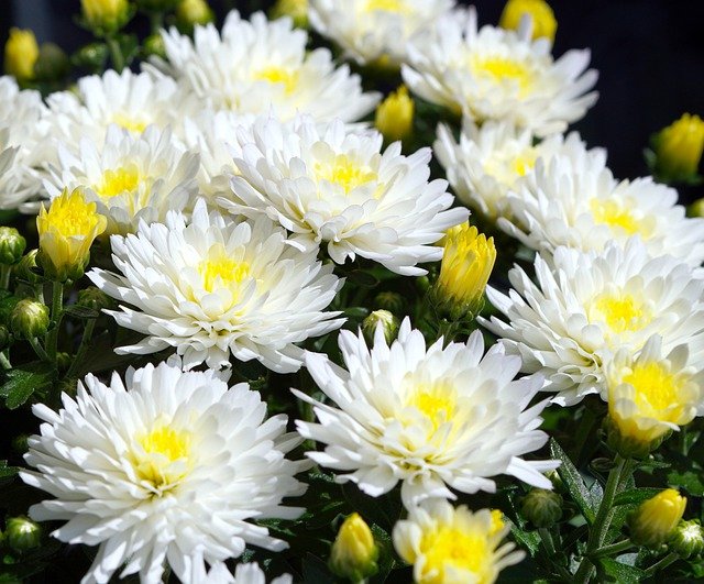 flower-gb74b54acd_640.jpg flower-gb74b54acd_640.jpg