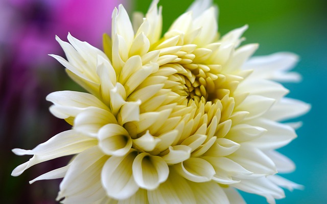 flower-gaabd146d1_640.jpg